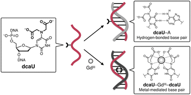 Metal-dependent base pairing of bifacial iminodiacetic acid-modified ...