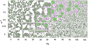 Collective behavior of passive and active circle swimming particle ...