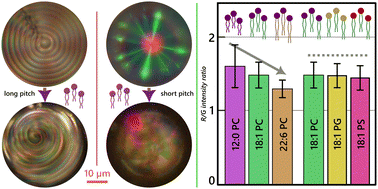 Heads or tails: investigating the effects of amphiphile features on the ...