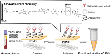 Construction of a cleavable linker chemistry-based HBEXO-Chip to ...