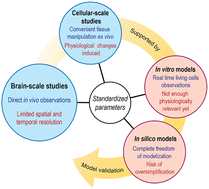 Solute transport in the brain tissue: what are the key biophysical ...