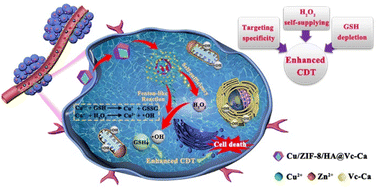 Copper(ii)-based metalorganic framework delivery of calcium ascorbate for  enhanced chemodynamic therapy via H2O2 self-supply and glutathione  depletion - Biomaterials Science (RSC Publishing)