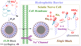 Long-term sciatic nerve block led by a supramolecular arrangement