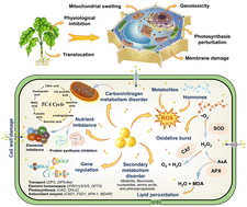 A critical review on the toxicity regulation and ecological
