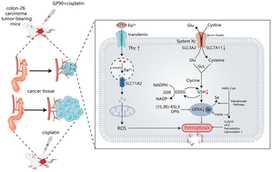 Structural characterization of a sulfated polysaccharide from ...