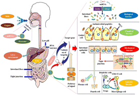 Advances in the protection of intestinal mucosal barrier function by ...