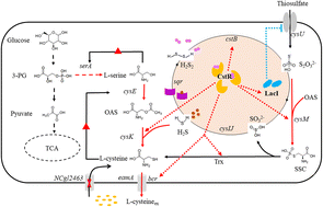 Reprogramming The Sulfur Recycling Network To Improve L-cysteine ...