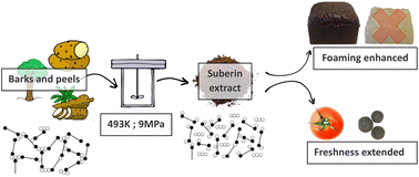 Towards green chemicals and edible coatings from barks and peels with ...