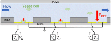 Full-electric microfluidic platform to capture, analyze and selectively ...