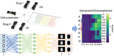 Artificial intelligence-accelerated high-throughput screening of ...