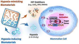 HIF-stabilizing biomaterials: from hypoxia-mimicking to hypoxia ...