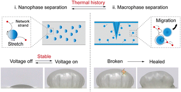 Composite elastomers with on-demand convertible phase separations ...