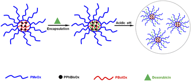 Poly(2-oxazoline)-based core cross-linked star polymers: synthesis and ...