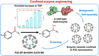 Protein engineering of multi-enzyme virus-like particle