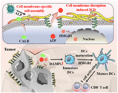 Read more about the article Cell membrane-specific self-assembly of peptide nanomedicine induces tumor immunogenic demise to reinforce most cancers remedy
