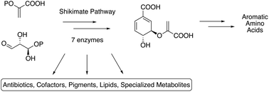 The shikimate pathway: gateway to metabolic diversity - Natural Product ...