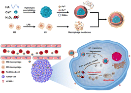 Macrophage-membrane-coated hybrid nanoparticles with self-supplied ...