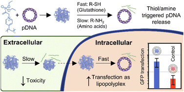 Nucleophile responsive charge-reversing polycations for pDNA transfection -  Polymer Chemistry (RSC Publishing)