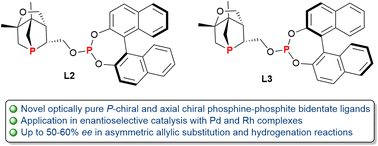 Concave P-Stereogenic Phosphorodiamidite Ligands for