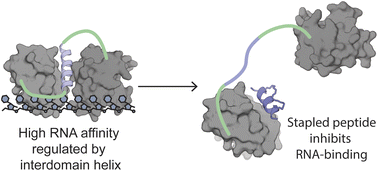 Rationally designed stapled peptides allosterically inhibit PTBP1–RNA ...
