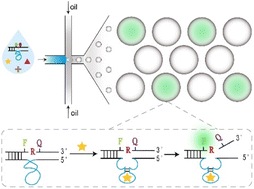 A DNAzymes-in-droplets assay for Burkholderia gladioli pathovar ...