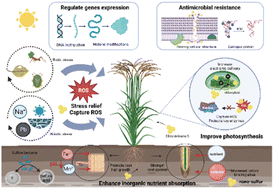 Unlocking the potential of nanoscale sulfur in sustainable agriculture ...