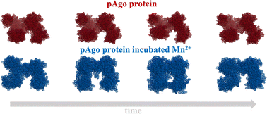 Mn2+-induced structural flexibility enhances the entire catalytic cycle ...