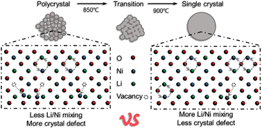 Comparative study of polycrystalline and single-crystal NCM811 