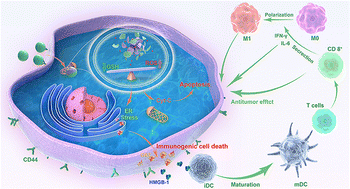 Glutathione-sensitive mesoporous nanoparticles loaded with cinnamaldehyde  for chemodynamic and immunological therapy of cancer