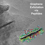 Graphene exfoliation using multidomain peptides - Journal of Materials ...