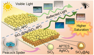 Synthesis of SiO2@Ag for light absorption and the fabrication of highly ...