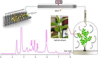 Rapid detection of volatile organic compounds emitted from plants by ...