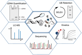 Reverse transcription as key step in RNA in vitro evolution with ...