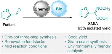 One-pot chemoenzymatic access to a cefuroxime precursor via C1