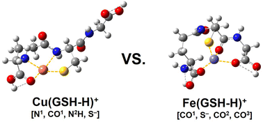 determination of glutathione Structural determination of Zn2+, Cu2+, and Fe2+ complexed with glutathione  by IRMPD spectroscopy and complimentary ab initio calculations