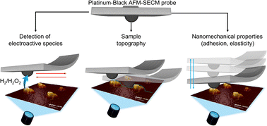 Scanning electrochemical probe microscopy: towards the characterization ...