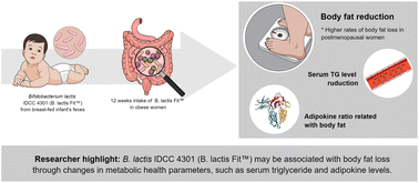 Bifidobacterium lactis IDCC 4301 (B. lactis Fit™) supplementation ...