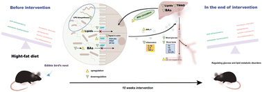 Edible bird's nest regulates glucose and lipid metabolic disorders via ...