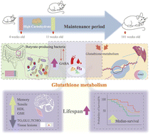 is glutathione or nac better Glutathione vs. NAC: An Expert Comparison of Antioxidants – Transparent Labs