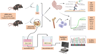 Immunomodulatory properties of hempseed oligopeptides in an