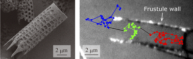 Diffusion of individual nanoparticles in cylindrical diatom frustule ...