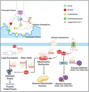 Glucose reduced nano-Se mitigates Cu-induced ROS by upregulating antioxidant genes in zebrafish ...