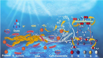 A sulfur-doped alga-like g-C3N4 photocatalyst for enhanced ...