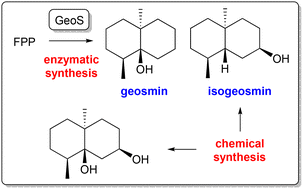 Enantioselective synthesis of all stereoisomers of geosmin