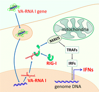 Tumor immunotherapy by plasmid DNAs encoding adenovirus virus