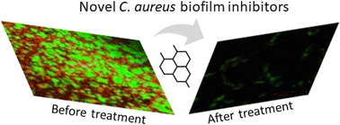 Inhibition of apoptosis and biofilm formation in Candida auris by click