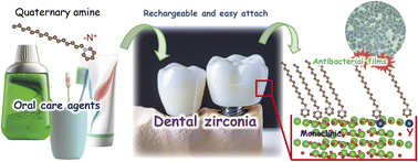 絵里ページ Adsorption of oral antibacterial agents on zirconia surfaces