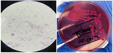 Enhanced surface functionalization of 2D molybdenum/tin chalcogenide ...