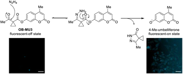 A turn-on fluorescent probe containing a β-ketoester moiety