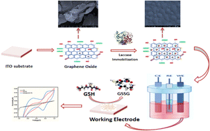 glutathione graphene Preparation of a reduced graphene oxide/poly- l -glutathione nanocomposite  for electrochemical detection of 4-aminophenol in orange juice samples main image 0